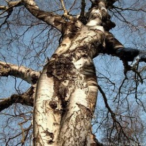 tree-woman